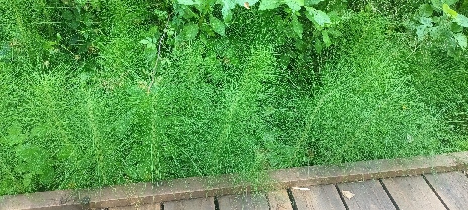 horsetails Giant horsetails